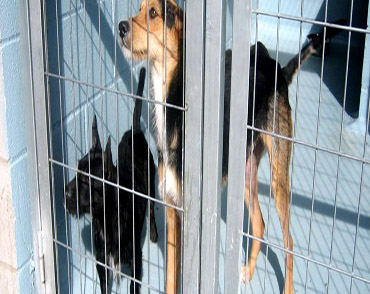 GESTIÓN Y DIRECCIÓN DE GUARDERÍAS, CRIADEROS Y PROTECTORAS DE PERROS Y GATOS