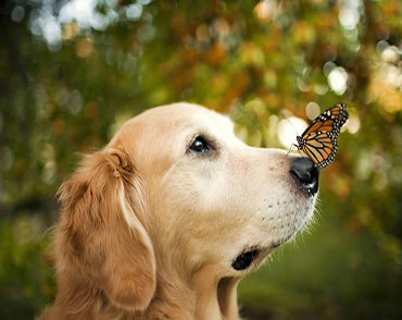 ADIESTRAMIENTO CANINO: OBEDIENCIA BÁSICA