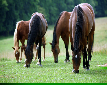 AUXILIAR VETERINARIO ECUESTRE