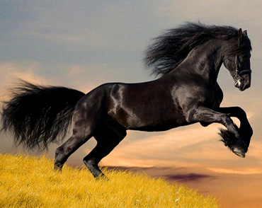 CUIDADOR DE CABALLOS