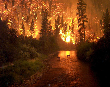 PERITO DE SEGUROS EN INCENDIOS Y RIESGOS DIVERSOS