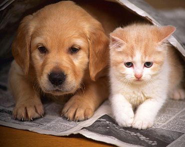 PSICOLOGÍA CANINA Y FELINA