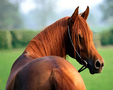 PSICOLOGÍA Y TERAPÉUTICA EQUINA